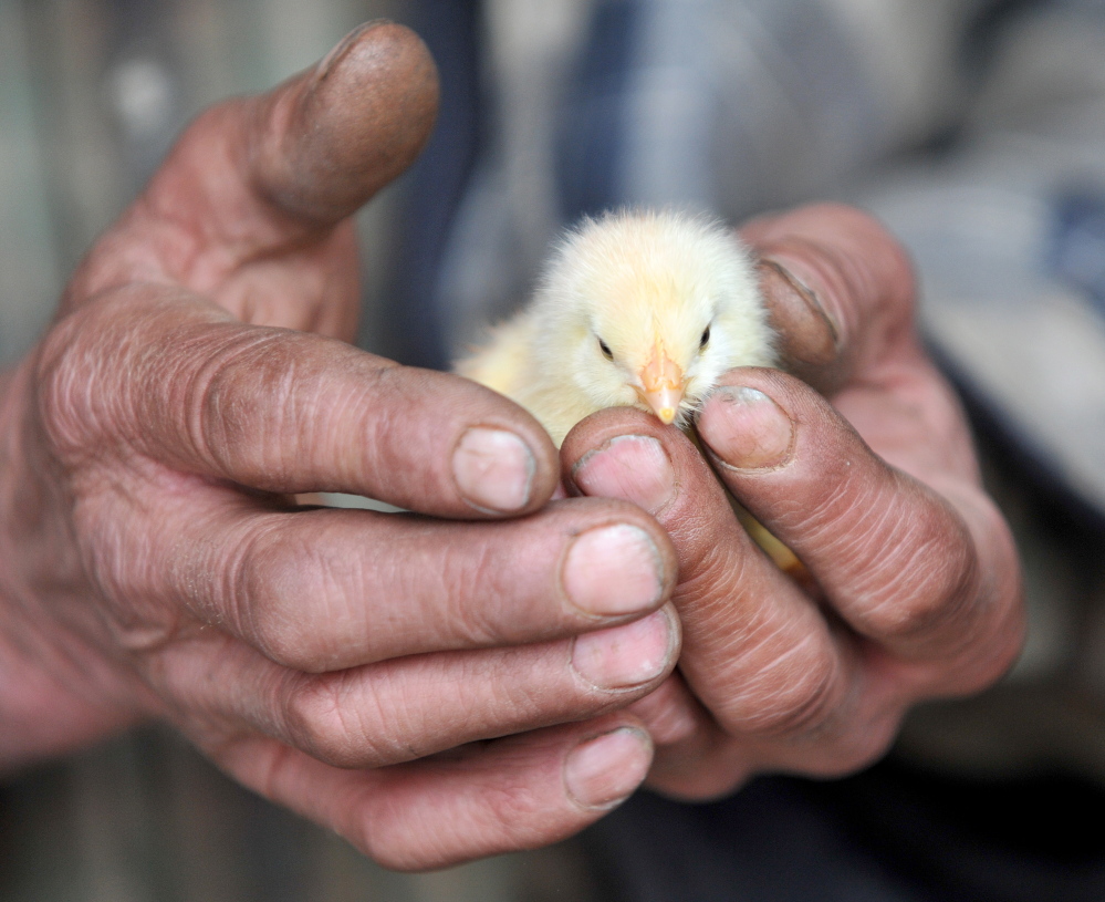 Little chicks: Dan Charles, of Mercer, holds a baby chick that arrived at his farm bright and early last week via the U.S. Postal Service. His first shipment died en route earlier this month. This shipment made it with no trouble.
