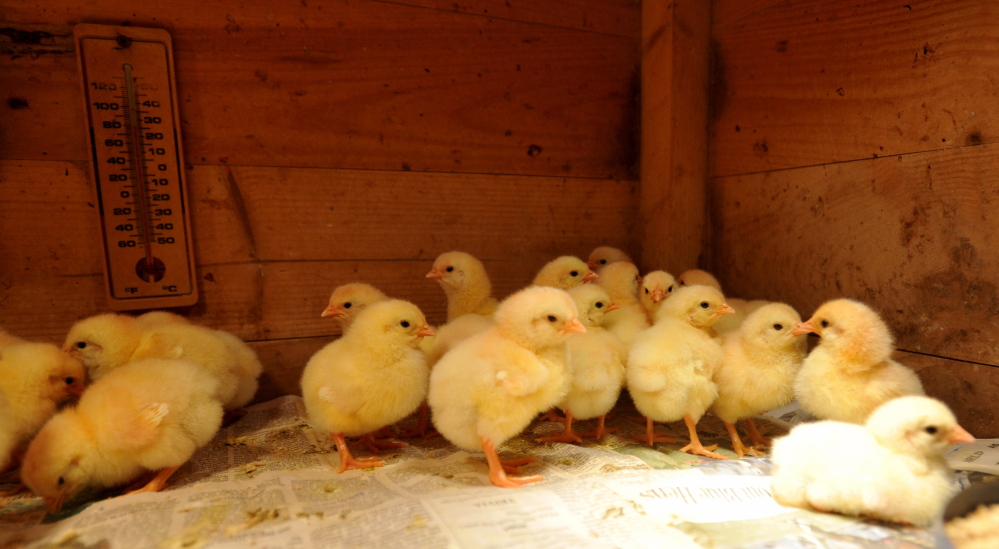 Live shipment: Baby chicks huddle together in their pen at Dan Charles’s farm in Mercer. The chicks will grow for another 40 days and be slaughtered for meat.