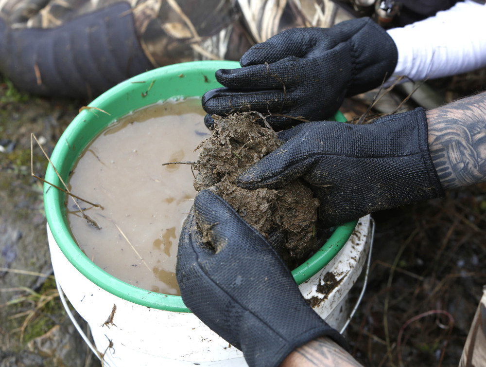 Tim Amavisca separates a large ball of dirt and plant roots dug up from the banks of the Bear River as he prospects for gold near Colfax, Calif.