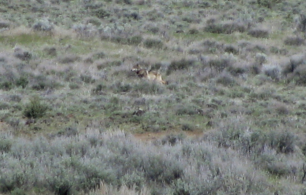 This May 8, 2012, photo provided by the California Department of Fish and Game shows OR-7, the Oregon wolf that trekked across two states looking for a mate, on a sagebrush hillside in Modoc County, Calif.