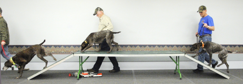 Members parade their dogs over a training table at the opening of the North American Versatile Hunting Dog Association demonstration Friday at the Maine Sportsman’s Show at the Augusta Civic Center. (Photo by Joe Phelan/Staff Photographer)
