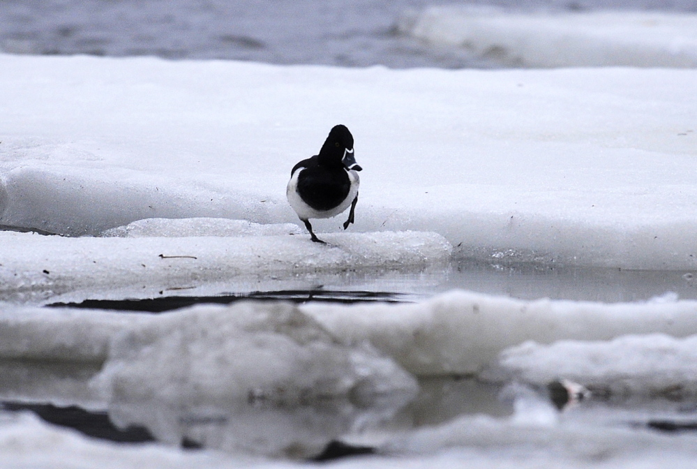 GOING WITH THE FLOW: A drake ring-necked duck climbs over ice Sunday to find open water on the Kennebec River in Gardiner. The river is flowing well below flood stage, according to the National Oceanic and Atmospheric Administration, and the Northeast River Forecast Center is forecasting neither a flood watch nor a flood warning for the river despite heavy rain Saturday and Sunday and a flood watch elsewhere. Flocks of diving ducks are flying north during the spring migration.