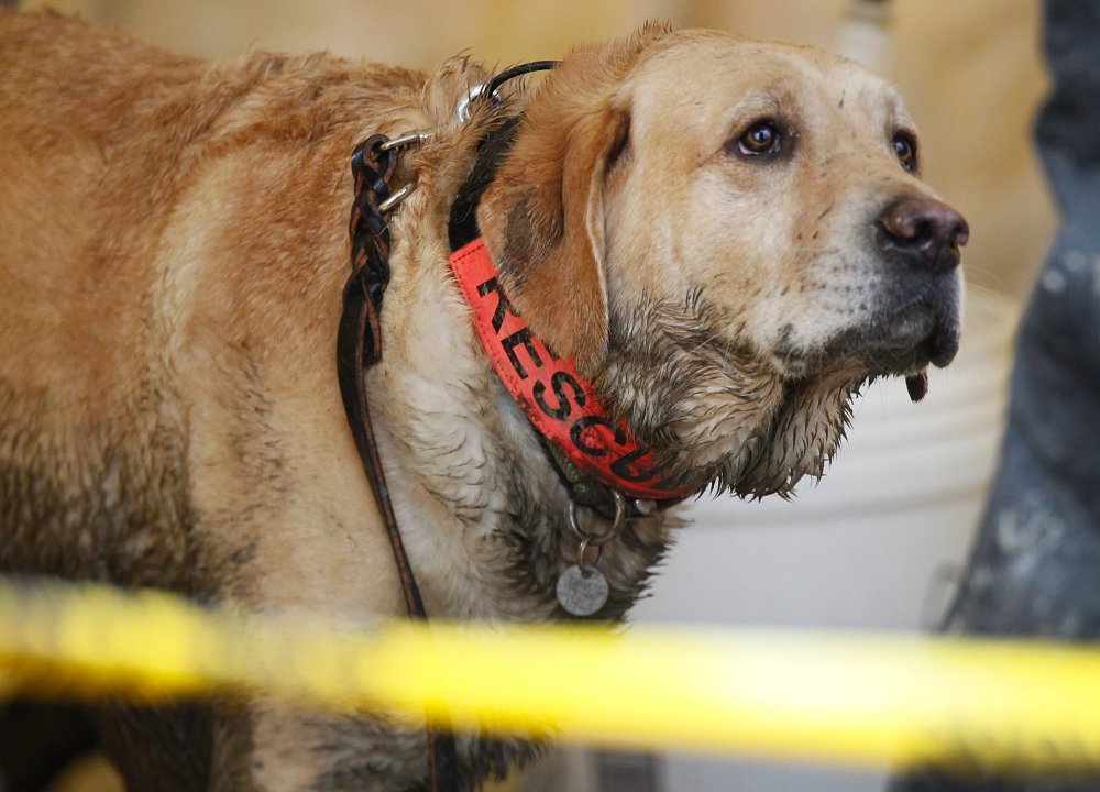 Rescue dog Nexus, muddy from working at the site, waits to be decontaminated via hose at the west side of the mudslide on Highway 530 near mile marker 37 in Arlington, Wash., on Sunday.