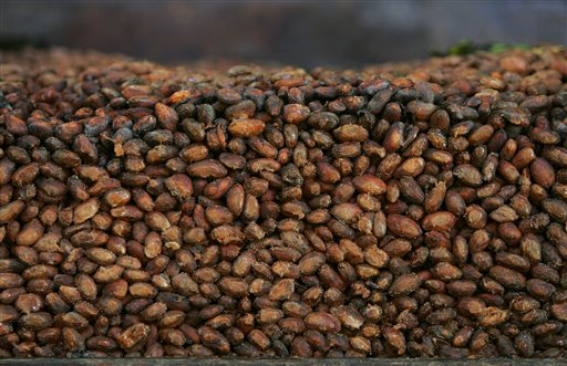 This file photo shows organic cocoa beans in storage at a factory in Ocumare de la Costa, Caracas, Venezuela. A large-scale study is being launched in 2014 to see if pills containing the nutrients in dark chocolate can help prevent heart attacks and strokes. It is sponsored by the National Heart, Lung and Blood Institute and Mars Inc., maker of M&M's and Snickers bars. The candy company has patented a way to extract flavanols from cocoa in high concentration and put them in capsules.