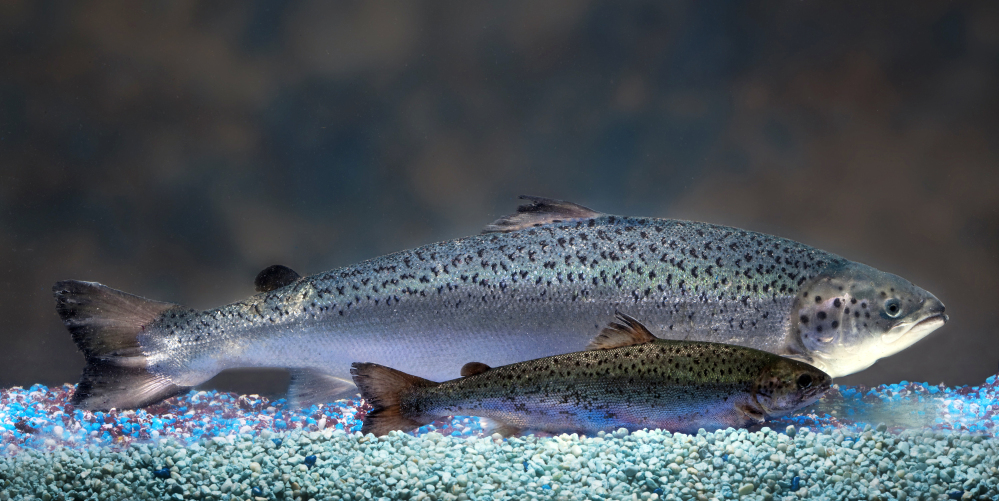 This undated handout photo provided by AquaBounty Technologies shows two same-age salmon, a genetically modified salmon, rear, and a non-genetically modified salmon, foreground.