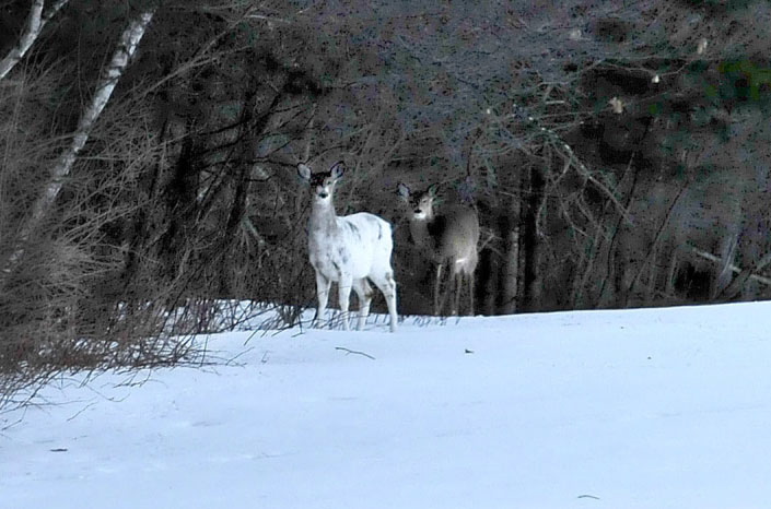 WATCH OUT: Two deer, one a piebald with a genetic variation that produces a nearly all-white coloration, look up from grazing in a field off Route 139 in Unity Township in March. Officials say this year’s harsh winter has reduced Maine’s deer population and is likely to reduce the number of permits issued this fall.