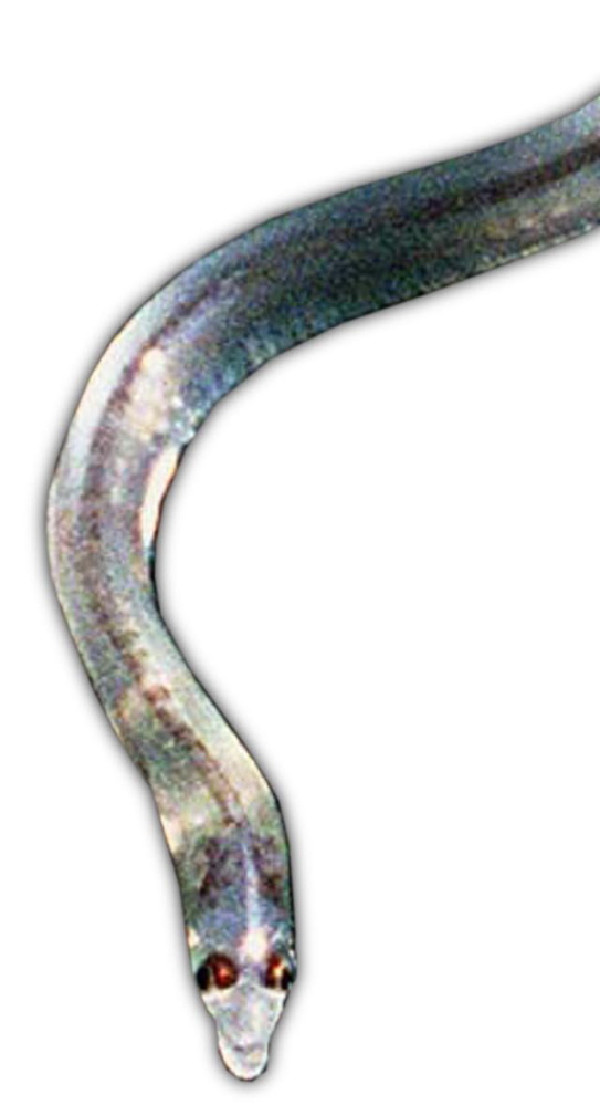 Maine elver fishing begins Sunday under strict quotas, monitoring