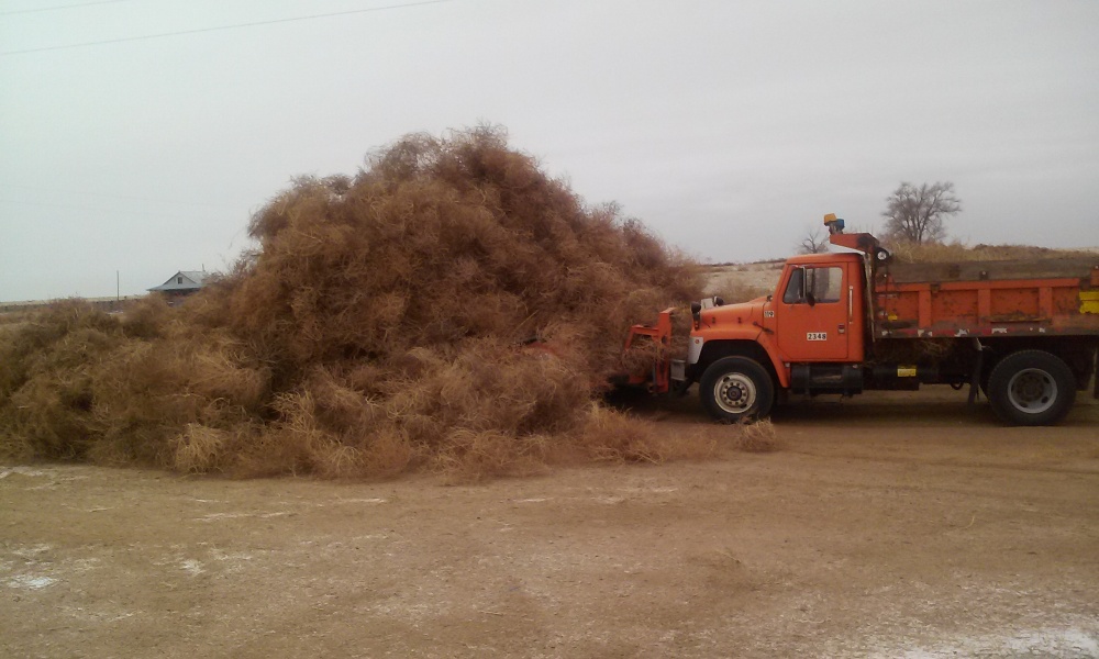 This November 21, 2013 photo shows a pile of tumbleweed piled higher than a snow plow on County Road-R near Ordway, Colo.