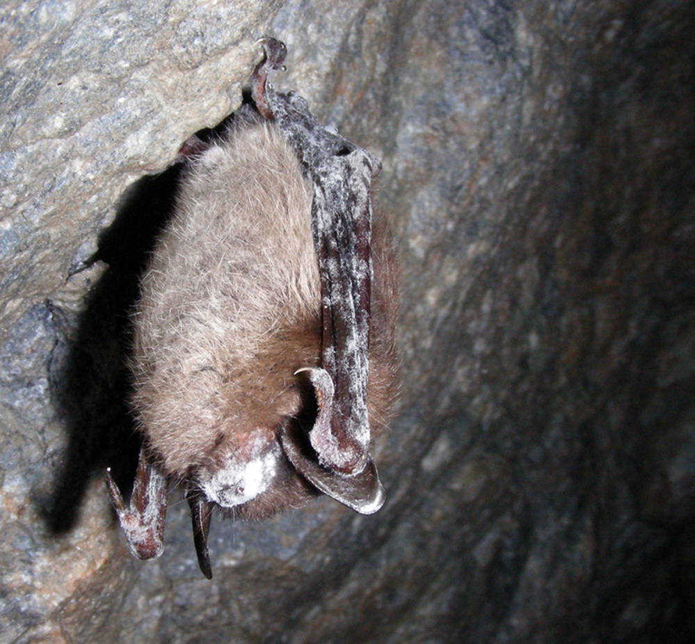 The Associated Press / 2008 file photo This photo provided by the U.S. Fish and Wildlife Service shows a little brown bat with white-nose syndrome in a Vermont cave. A biologist with Vermont’s Department of Fish and Wildlife said last month that he believes the worst of the epidemic in his state has passed, and that at least one affected species is starting to recover.