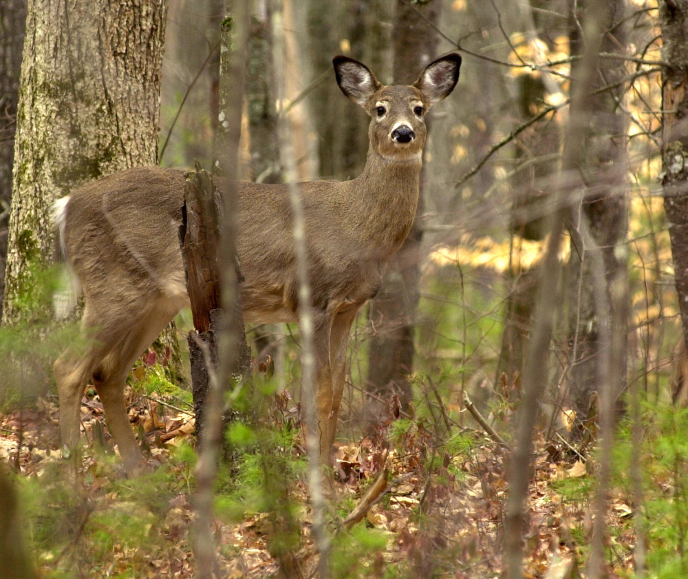 A whitetail deer checks its surroundings at Sebago Lake State Park. Efforts to rebuild the deer herd in northern Maine are proving frustrating, if not futile. As severe winters and loss of habitat force the deer southward, some herd advocates are ready to throw in the towel.