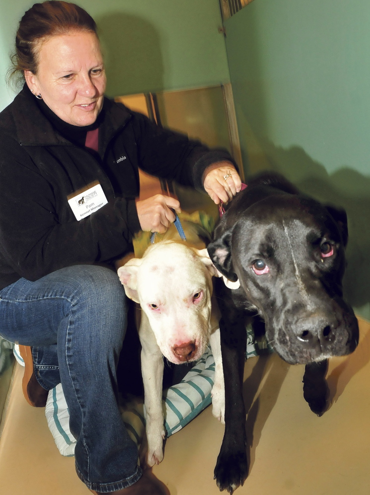 MOUTHFUL: Kennel manager Pam Nichols tries to restrain Buddy and Magnum, who were abandoned Wednesday outside Humane Society Waterville Area shelter. Both dogs’ mouths were filled with porcupine quills when the staff found them shivering in the snow Wednesday morning.