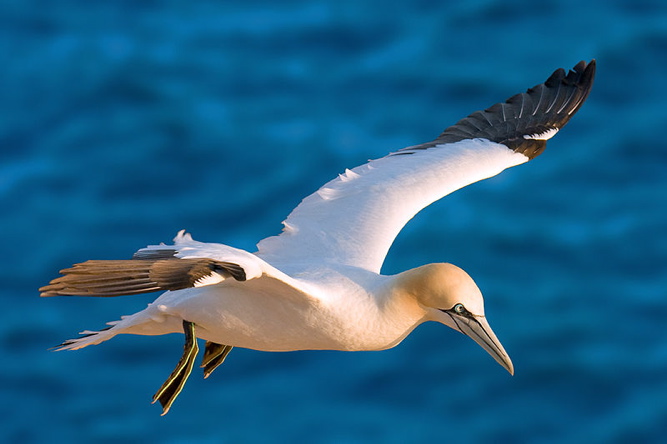 The northern gannet lives primarily at sea, where it can dive at speeds of 60 mph to catch fish.
