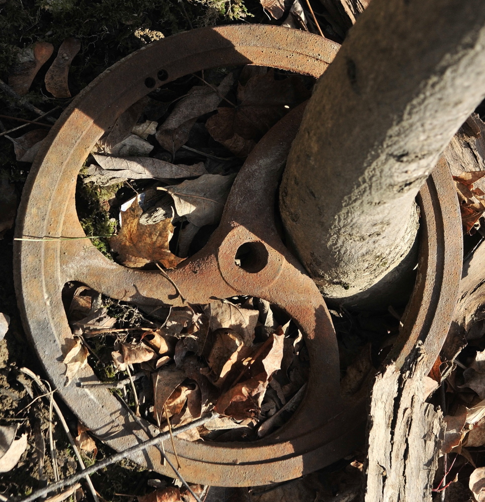 Nature takes over: This tree growing out of a metal well was spotted a walking tour of Howard Hill on Friday in Augusta. The wooded hill is the backdrop to the State House.