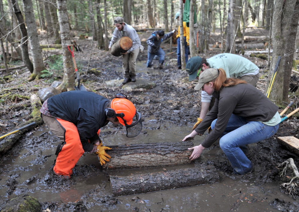 Out of the muck: A Unity College student trail crew builds a bog bridge on the Nature Trail as part of Unity College Community Trail Day on Saturday.