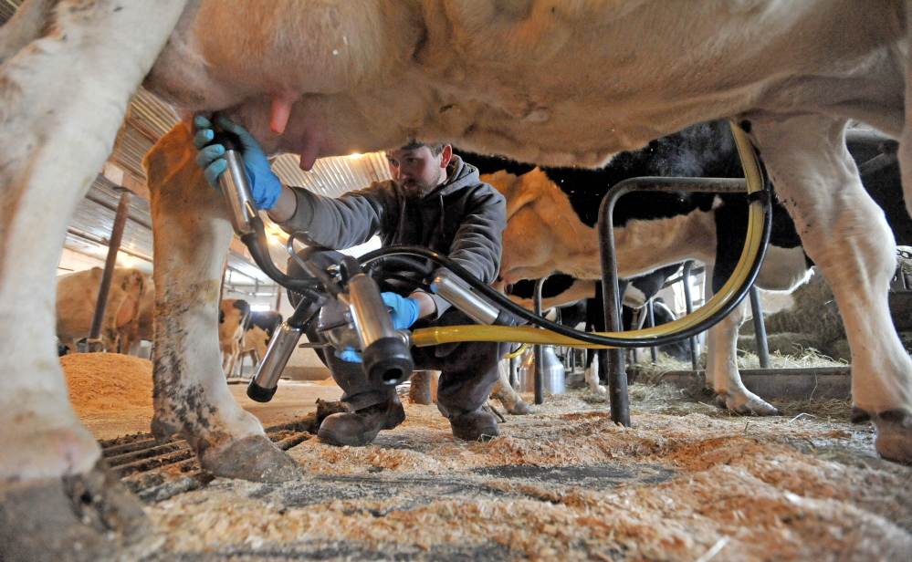 Nathaniel Brooks milks a cow at the dairy farm he runs through a lease agreement in Canaan.