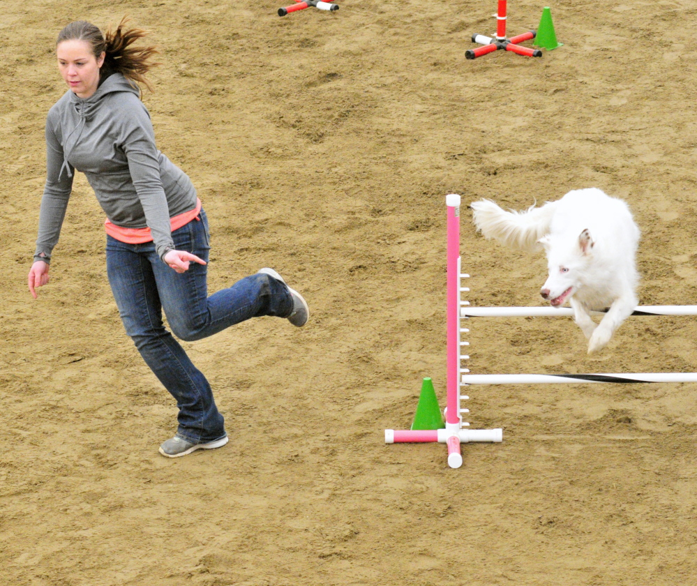 WHITE LIGHTNING: Katie Anderson, of Freeport, leads her border collie Denali over a hurdle Saturday during a dog agility contest in West Gardiner. Owners had to run their dogs through tunnels and over hurdles on the course as quickly as possible.