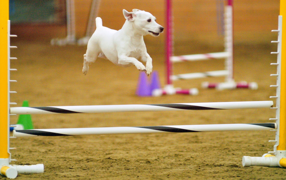Looking Debonair in the Air: Dixie flies over a hurdle, encouraged by owner Michael Labriola, of Portland, during a dog agility contest Saturday in West Gardiner. Owners had to run their dogs through tunnels and over hurdles on the course as quickly as possible.