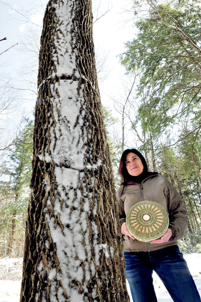 INVASIVE: Theresa Secord, president of the Maine Indian Basket Makers Alliance, holds a basket she made beside a towering ash tree Wednesday in Waterville. Secord is raising concern that the invasive emerald ash borer might devastate ash trees in the state.