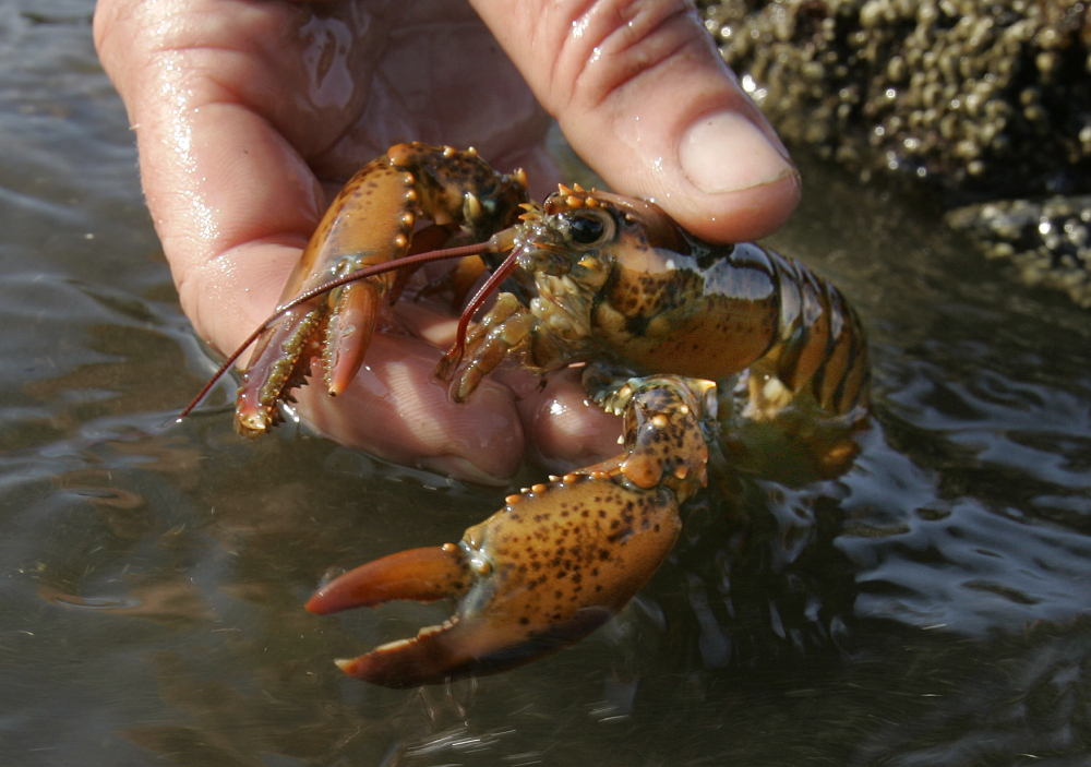 A scientist holds a juvenile lobster while doing research on Orr’s Island in Harpswell, Maine. A University of Maine survey of 11 locations in the Gulf of Maine indicates the number of young lobsters has declined by more than half from their 2007 levels.