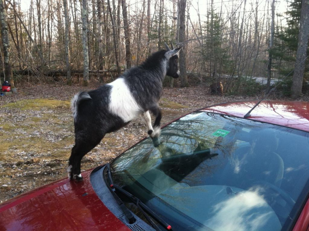 Repeat Offenders: Police were called after two goats, including the one seen here, got loose and climbed on a neighbor’s car on Martson Road in Richmond last week. There was minor damaged to the Ford Focus.