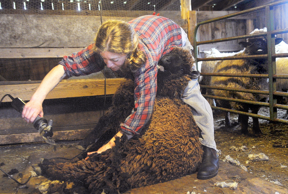 READY FOR SUMMER: Emily Garnett of Jefferson sheers a ewe Saturday at the Hyde Farm in Pittston. The wool will be used as insulation for a barn.