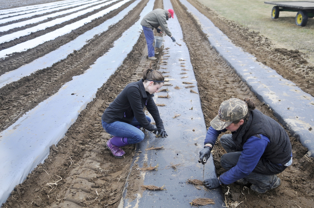 READY FOR SUMMER: Alice Berry, right, Pam Allen, left, and Ford Stevenson, top, plant strawberry bushes Sunday at Stevenson’s farm in Wayne. The new plants will bloom all season long, Stevenson said, to supplement the fruit picked in June.