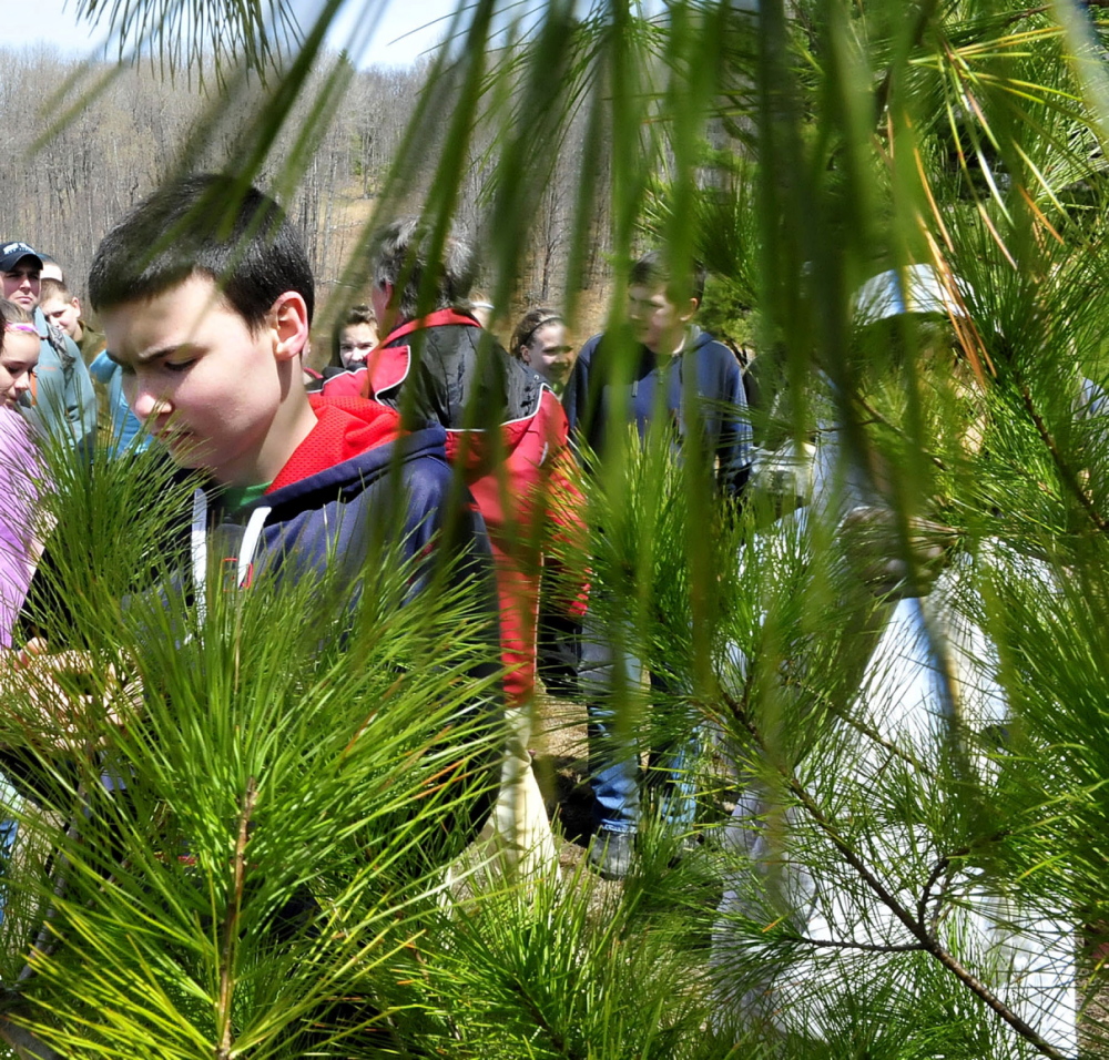 CLOSER LOOK: Warsaw Middle school student Dan Shute and other students from the Pittsfield school examines a small pine tree on a trail at the Quarry Road recreation Area in Waterville on Tuesday.