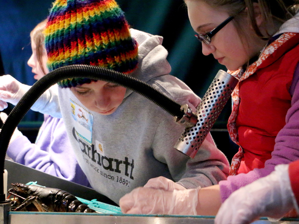 Skowhegan Middle School students Ryan Patton and Haley Michaud measure a lobster during a recent trip toLabVenture at the Gulf of Maine Research Institute in Portland.