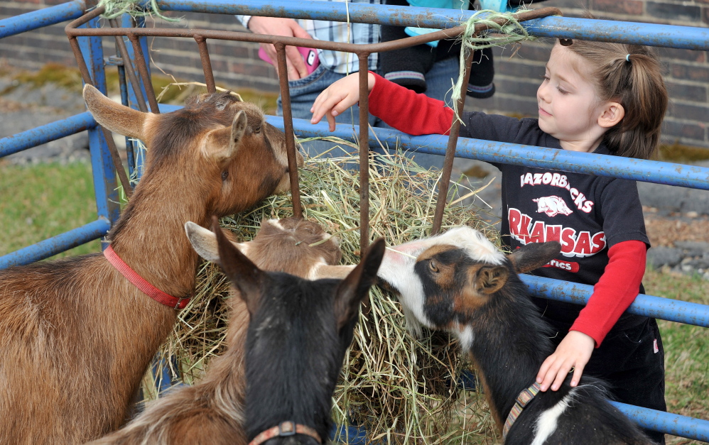 Gentle touch: Anna Billian, 3, of Farmington, pets the goats from Baroque Acres on show at the third annual Fiddlehead Festival in Farmington on Saturday.