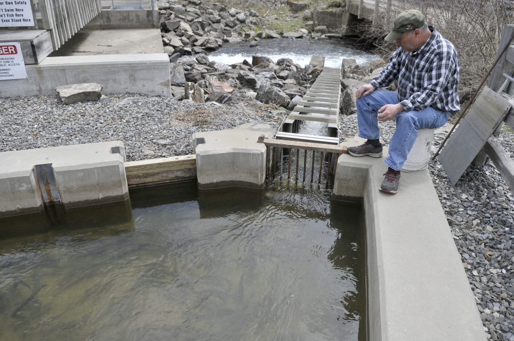 Fish counter: Donald Lettre counts alewives as they climb the small fish ladder from Seven-Mile Stream to Webber Pond in Vassalboro on Friday, May 9, 2014.