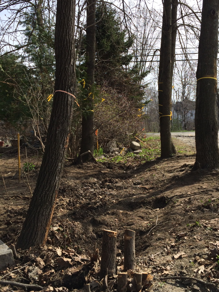 On the line: Yellow ribbons hang from trees around the property line between John and Lisa Ames’ home at 52 Depot St. and the parking lot of the neighboring New Balance shoe factory in Norridgewock. The stakes on the left show where surveyors have marked the property line.