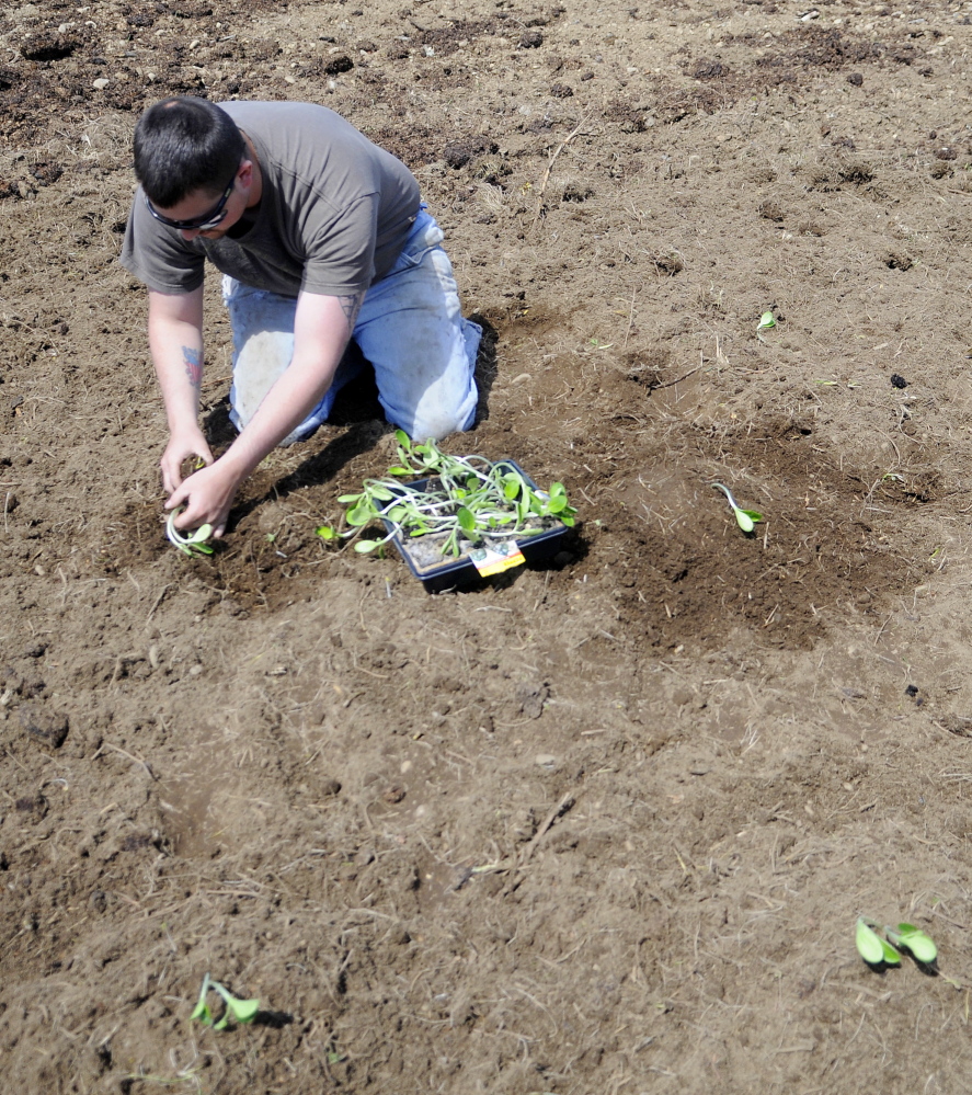Staff photo by Andy MolloyBrad Bowden transplants zucchini and summer squash Sunday on his family’s farmland in North Whitefield.