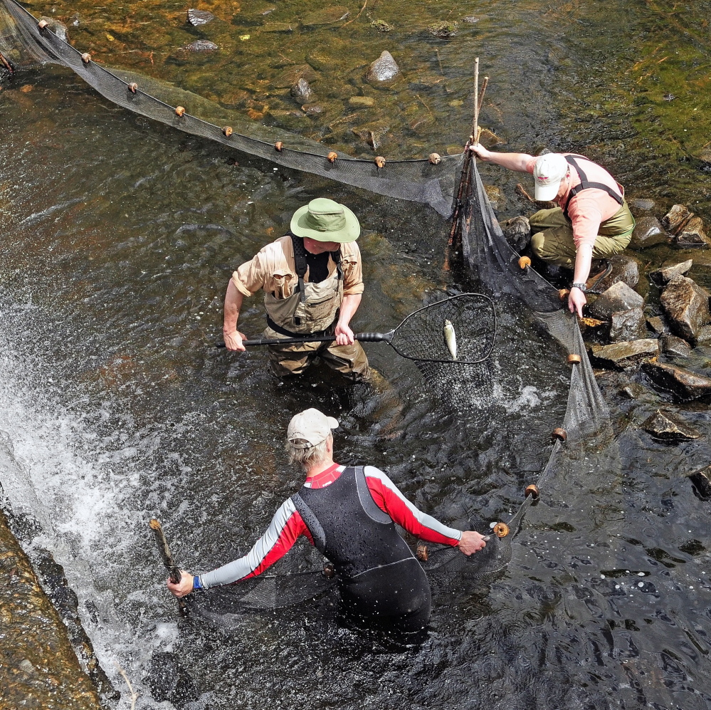 ALEWIVES RETURN: Slade Moore, center, nets an alewife while Gary Schaumburg, bottom left, and John Crowley hold a seine net to keep them corralled near the dam in Togus Stream.