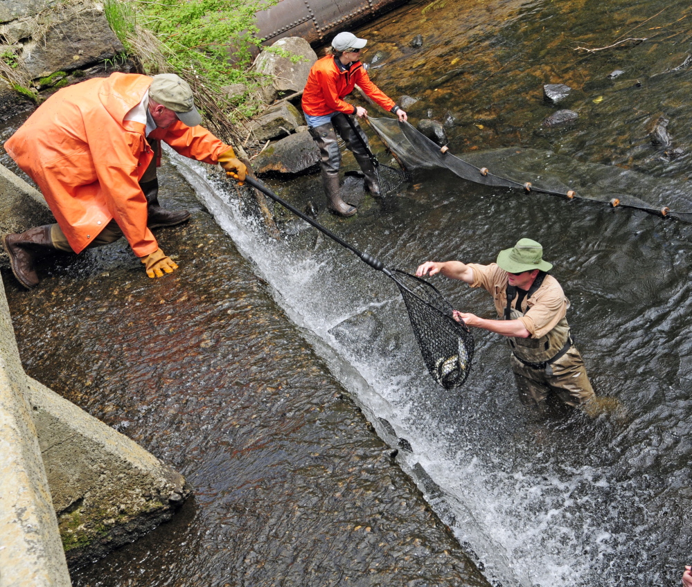 ALEWIVES RETURN: Slade Moore, bottom right, hands a net full of alewives up to Jerre Keller, top left, as Cindy Eurich holds a seine net to keep them corralled near the dam.