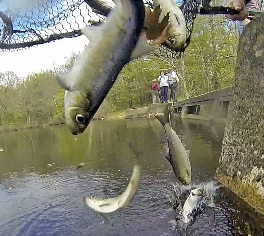 ALEWIVES RETURN: Alewives netted in Togus Stream on the other side of the dam are released into Lower Togus Pond.