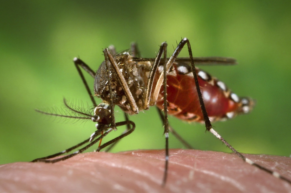 Dangerous Mosquito: Aedes aegypti carries dengue fever and yellow fever.