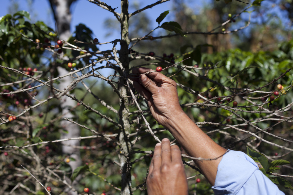 Small coffee producer Hector Perez shows coffee beans damaged by the coffee rust fungus in San Gaspar Vivar, Guatemala, last year. The fungus is known as “roya” in Central America.