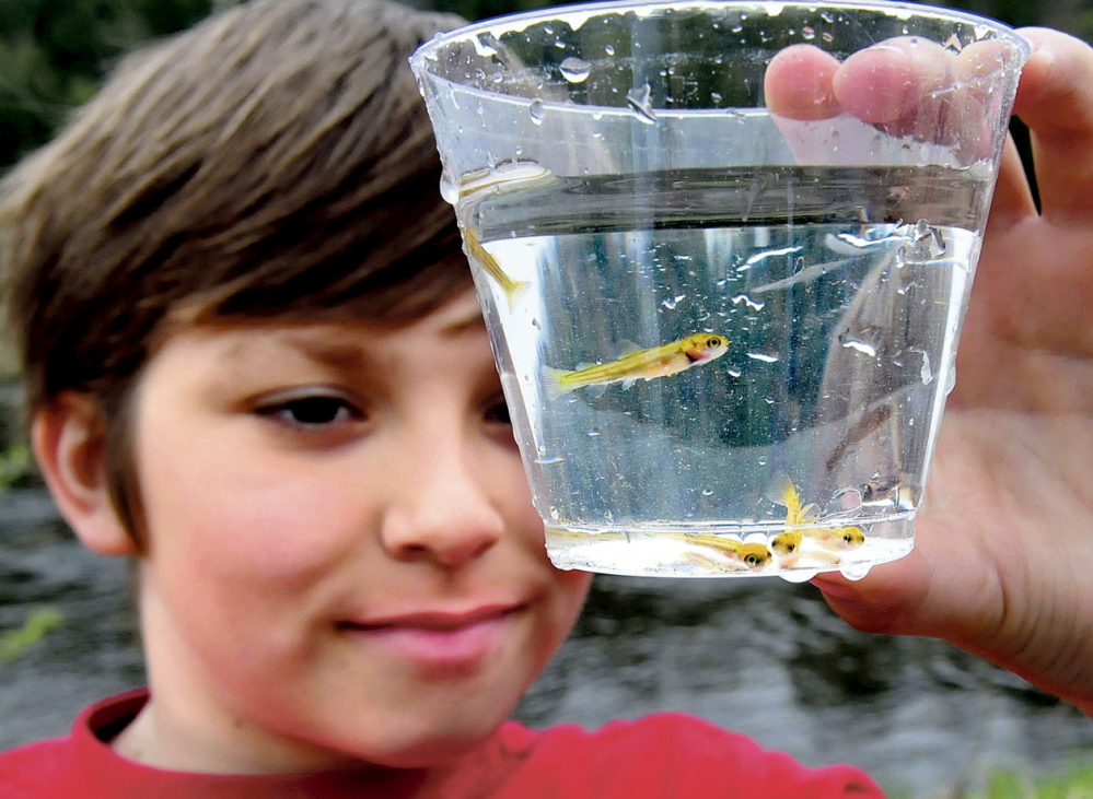 FRY EYE: Cornville Regional Charter School student Aven Hutchins looks over the salmon fry that were released into the Sandy River in Norridgewock on Thursday.