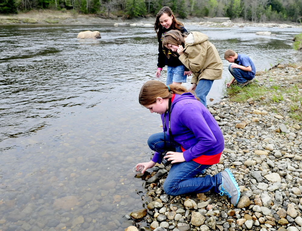 PLEASE RELEASE ME: Cornville Regional Charter School students release some of the 200 salmon fry into the Sandy river in Norridgewock on Thursday. From left are Lydia Dore, Billy Lightbody, Clara Jewell and Eli Solberg.