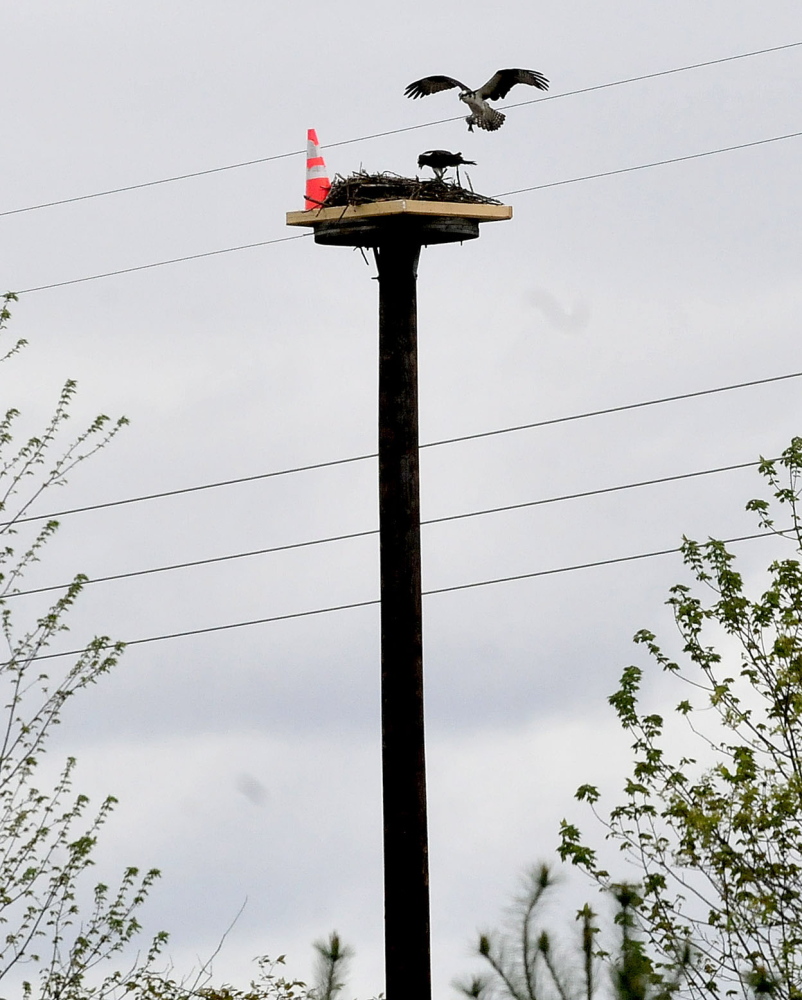 NEW CRIB: An osprey lands on a nest occupied by an osprey incubating her eggs on Tuesday near the site where work on Central Maine Power transmission lines is underway in Skowhegan. Workers relocated the nest, which was originally on a utility tower. The object in the nest is a traffic cone.