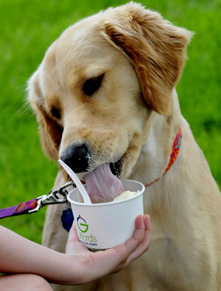 HOT DOG: Daisy the dog got a real cool treat Thursday from Gifford’s Ice Cream in Waterville as the sun came out and temperatures hit the low 70s. Owner Madilyn Doody feeds Daisy, who eats vanilla ice cream that came with two dog biscuits.