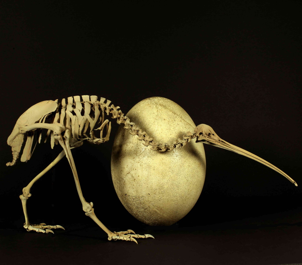 A skeleton of the adult brown kiwi is displayed next to an egg of a huge elephant bird – the kiwi’s evolutionary sibling, though you’d never know it to look at them.