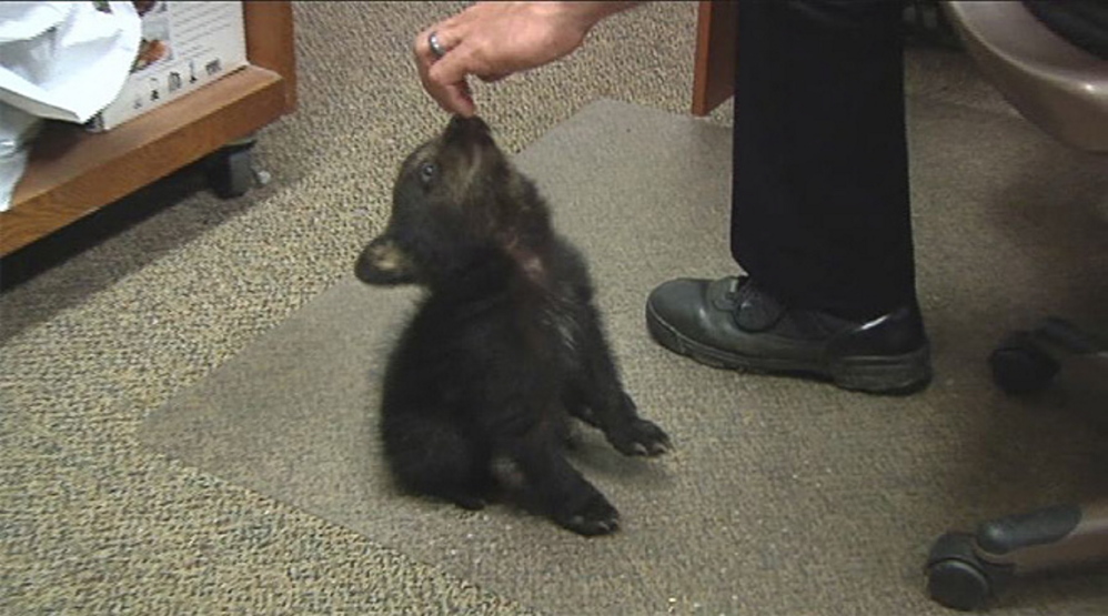 In this image from KPIC-TV video, police in Myrtle Creek, Ore., watch after a female bear cub.