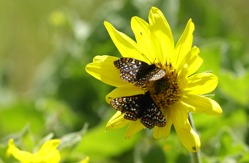 A pair of Taylor’s checkerspots rest on a Puget balsamroot flower on a prairie area used for live-fire exercises. It is prime season for the butterflies to mate, and their orange and white checkered wings flutter as they move from one plant to another.