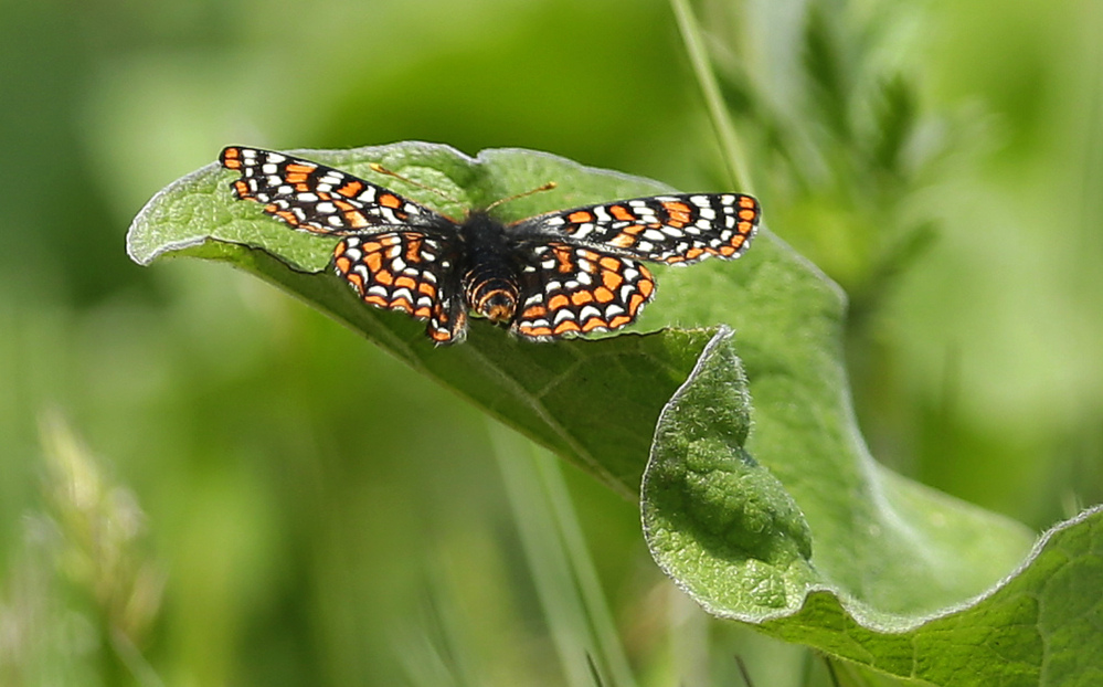 A Taylor’s checkerspot rests on a leaf on a prairie area used for live-fire exercises at Joint Base Lewis McChord, Wash.