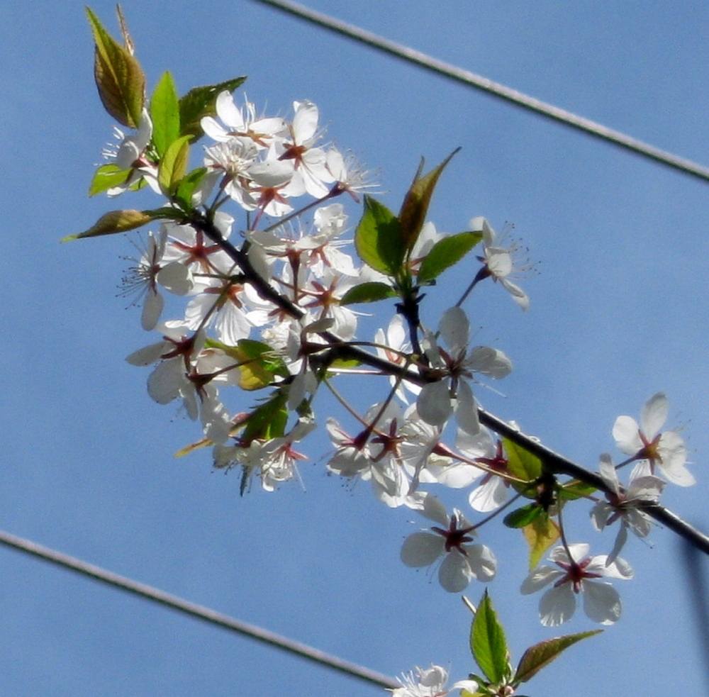 Blooming: Shadbush blossoms in Troy in May.