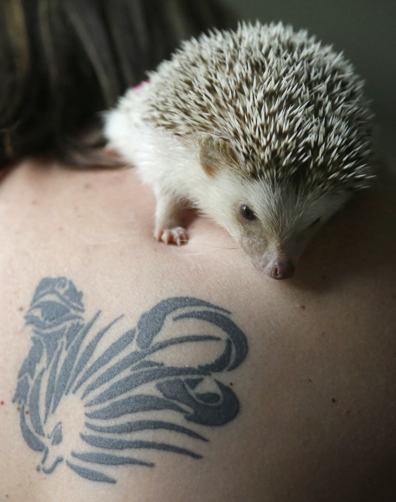 Salvation, a pet hedgehog, rests on Jennifer Crespo’s shoulder near a tattoo that features a likeness of a hedgehog at her home. Hedgehogs are steadily growing in popularity across the United States, despite laws in at least six states banning or restricting them as pets.