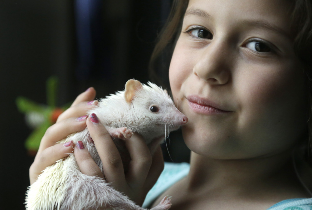 Sophia Crespo, 7, displays her 6-month-old hedgehog Jambalaya.