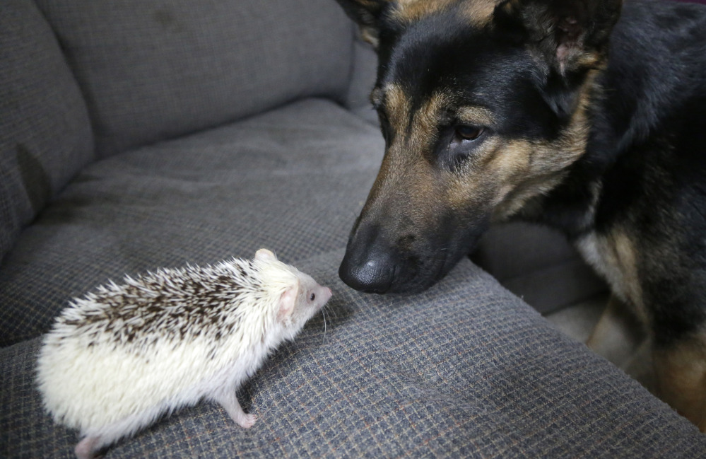 Jambalaya, left, and Ares, a German shepherd, right, face one another at the home of hedgehog breeder and trainer Jennifer Crespo.