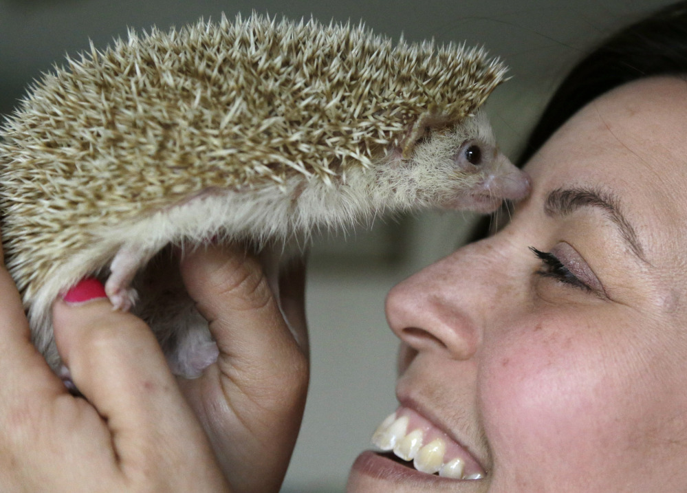 Hedgehog breeder and trainer Jennifer Crespo, of Gardner, Mass., holds Circus, a 1-year-old pet hedgehog, at her home. Nocturnal, and living primarily on insects in the wild, hedgehogs are increasingly becoming popular as household pets.